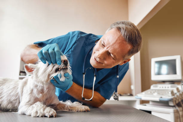 Best Pediatric Emergency Dentist in Jackson, MO